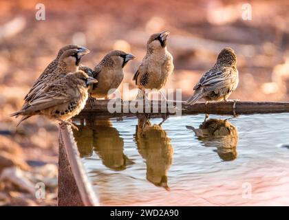 Sociable Weaver Namibie nidification de l'eau potable Banque D'Images