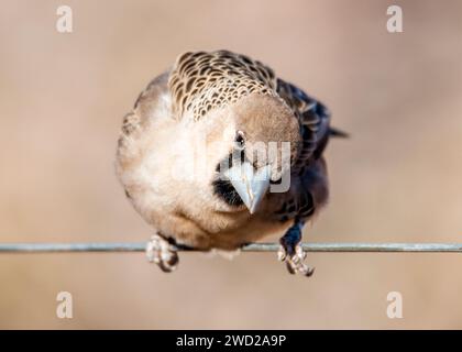 Sociable Weaver Namibie nichant Banque D'Images