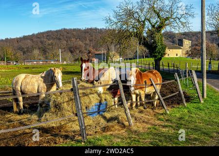 Les chevaux mangent du foin à l'école d'équitation le Galop des Allinges. En arrière-plan la maison fortifiée d'Allinges. Saint-Quentin-Fallavier, France Banque D'Images