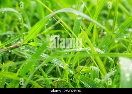 Une photo d'arrière-plan avec effet de flou artistique représentant de l'herbe et de la rosée Banque D'Images