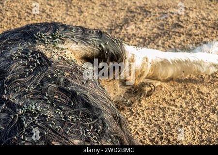 Les troupeaux de mouche ovine (Lucilia sericata) nourrissent et pondent des œufs sur la carcasse d’un mouton (distemper). Les larves de mouches mangent le cadavre pourri, les décomposeurs. Pi Banque D'Images