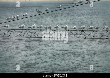 Au-dessus de la rivière, étendez-vous. Beaucoup de mouettes (Mouette à tête noire) sont assis sur des fils et du métal au-dessus de la rivière - lieu de repos sûr, grand aperçu de la nourriture opportuniti Banque D'Images