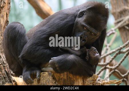 Prague, République tchèque. 18 janvier 2024. Le bébé gorille des basses terres de l'Ouest, né le 2 janvier 2024, peut être vu au zoo de Prague dans la réserve du Dja. La mère est une Duni de dix ans. La photo est du 18 janvier 2024, lorsque le zoo a annoncé que le bébé gorille est une femelle. Crédit : Michal Kamaryt/CTK photo/Alamy Live News Banque D'Images