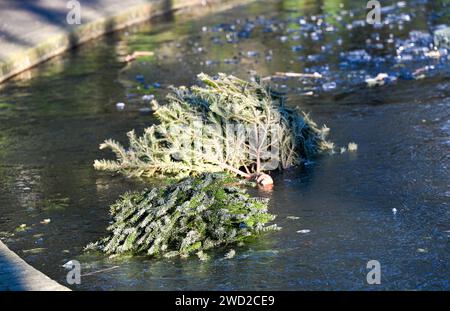 Brighton Royaume-Uni 18 janvier 2024 - arbres de Noël jetés coincés dans la glace sur un étang gelé dans Queens Park Brighton alors que le temps glacial continue dans toute la Grande-Bretagne : Credit Simon Dack / Alamy Live News Banque D'Images