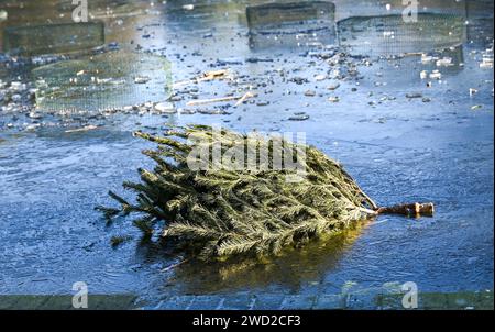 Brighton Royaume-Uni 18 janvier 2024 - arbres de Noël jetés coincés dans la glace sur un étang gelé dans Queens Park Brighton alors que le temps glacial continue dans toute la Grande-Bretagne : Credit Simon Dack / Alamy Live News Banque D'Images