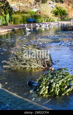 Brighton Royaume-Uni 18 janvier 2024 - arbres de Noël jetés coincés dans la glace sur un étang gelé dans Queens Park Brighton alors que le temps glacial continue dans toute la Grande-Bretagne : Credit Simon Dack / Alamy Live News Banque D'Images