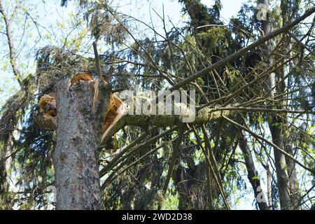 Sapin brisé, endommagé par une tempête, tombé après une tempête, restauration de l'arbre après un ouragan. Banque D'Images