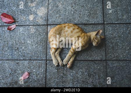 chat gingembre endormi solitaire. Jeune chat rouge dormant sur une tuile de granit. Banque D'Images