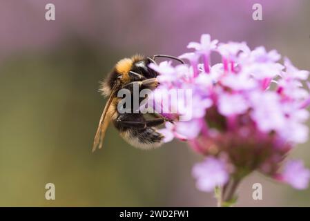 Un petit bourdon de jardin sur une fleur de verveine violette Banque D'Images