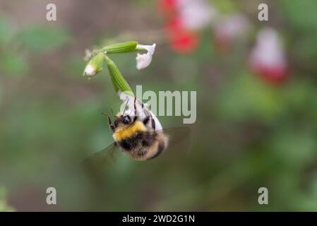 Un bourdon nichant tôt sur une fleur blanche Banque D'Images