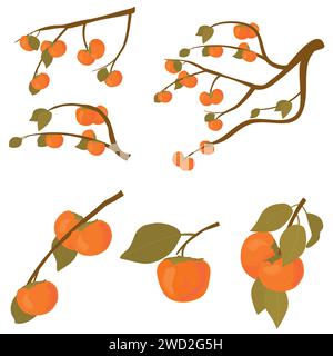 Ensemble d'arbre fruitier de kaki. Branches de fruits kaki avec des feuilles mûres en automne et crues. Illustration de dessin animé vectoriel pour les vacances Chuseok coréennes isolées Illustration de Vecteur