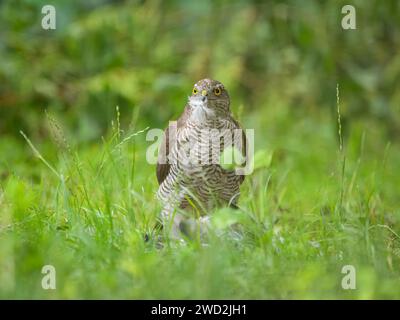 Un Sparrowhawk eurasien mangeant un autre oiseau dans un jardin, une prairie verte, tôt le matin en été Banque D'Images