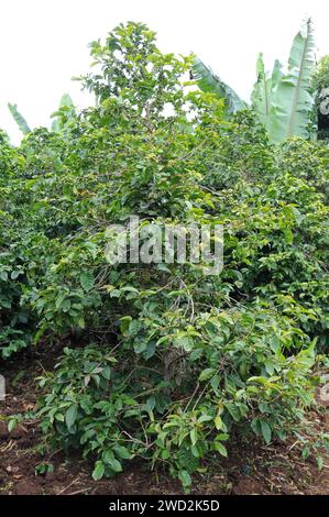 Le café arabe ou café arabica (Coffea arabica) est un arbre vivace ou un arbuste originaire des hauts plateaux d'Éthiopie et du Yémen. Ses fruits grillés (baies) Banque D'Images