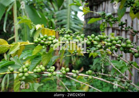 Le café arabe ou café arabica (Coffea arabica) est un arbre vivace ou un arbuste originaire des hauts plateaux d'Éthiopie et du Yémen. Ses fruits grillés (baies) Banque D'Images