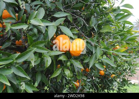 L'orange mandarine (Citrus reticulata) est un petit arbre originaire du sud de la Chine. Ses fruits (mandarines) sont comestibles. Détail fruits et feuilles. Banque D'Images