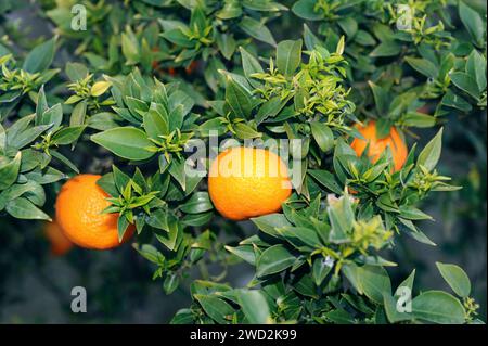 L'orange mandarine (Citrus reticulata clementina) est un petit arbre originaire du sud de la Chine. Ses fruits (mandarines) sont comestibles. Détail fruits et feuilles. Banque D'Images