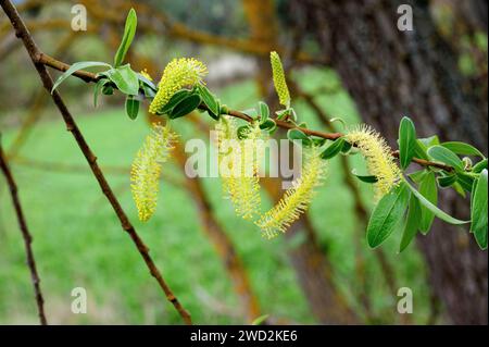 Le saule blanc (Salix alba) est un arbre à feuilles caduques médicinal originaire d'Europe centrale et méridionale, du nord-ouest de l'Afrique et de l'Asie occidentale. Fleurs (chatons mâles) Banque D'Images