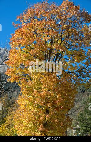 L'érable de Montpellier (Acer monspessulanum) est un arbre à feuilles caduques originaire du bassin méditerranéen. Cette photo a été prise à Saldes, province de Barcelone, Catalon Banque D'Images