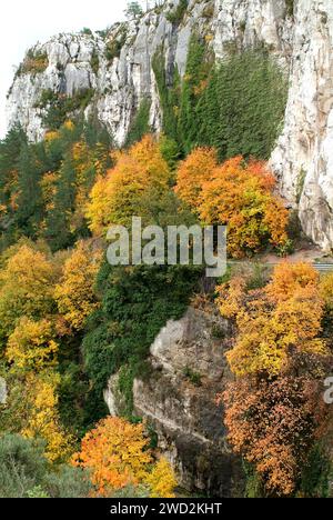 L'érable italien (Acer opalus) est un arbre à feuilles caduques originaire du sud-ouest de l'Europe et du nord-ouest de l'Afrique. Cette photo a été prise dans les Pyrénées orientales, Girona p Banque D'Images