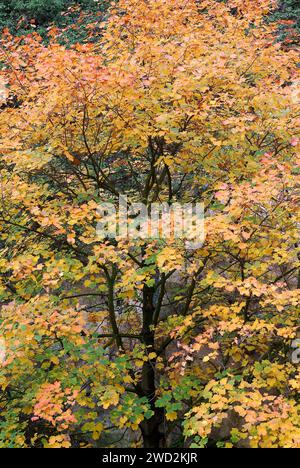 L'érable italien (Acer opalus) est un arbre à feuilles caduques originaire du sud-ouest de l'Europe et du nord-ouest de l'Afrique. Cette photo a été prise dans les Pyrénées orientales, Girona p Banque D'Images