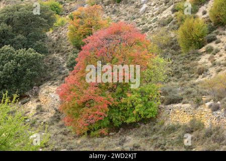 L'érable italien (Acer opalus) est un arbre à feuilles caduques originaire du sud-ouest de l'Europe et du nord-ouest de l'Afrique. Cette photo a été prise à Pitarque, province de Teruel, Banque D'Images