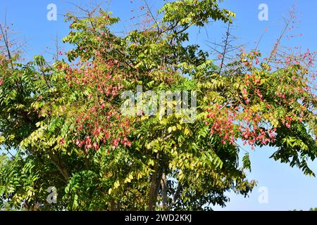 L'arbre de pluie doré chinois ou l'arbre de flamme chinois (Koelreuteria bipinnata) est un arbre à feuilles caduques originaire du sud de la Chine. Détail fruits et feuilles. Banque D'Images