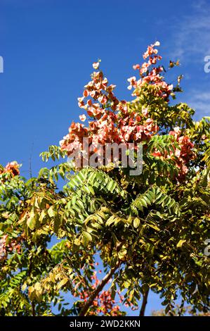 L'arbre de pluie doré chinois ou l'arbre de flamme chinois (Koelreuteria bipinnata) est un arbre à feuilles caduques originaire du sud de la Chine. Détail fruits et feuilles. Banque D'Images