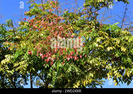 L'arbre de pluie doré chinois ou l'arbre de flamme chinois (Koelreuteria bipinnata) est un arbre à feuilles caduques originaire du sud de la Chine. Détail fruits et feuilles. Banque D'Images