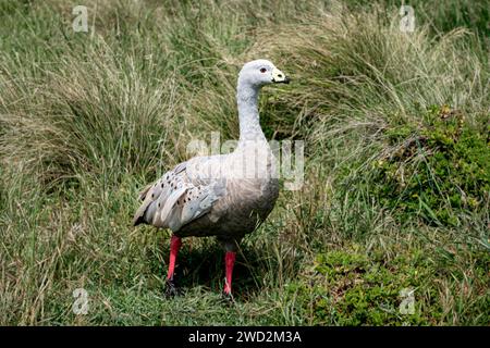 Adulte Cape Barren Goose avec son plumage gris pâle typique. Banque D'Images