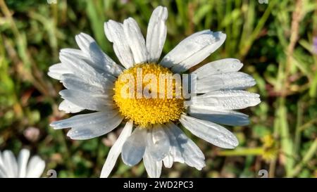 Gros plan d'une Marguerite de bœuf avec des gouttes d'eau Banque D'Images