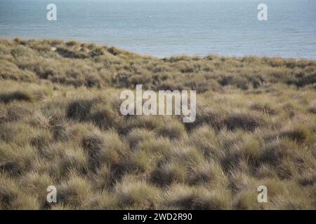 Marram côtier couvrant les dunes de sable au-dessus de la mer, formant des motifs texturés le long d'un rivage anglais balayé par le vent. Banque D'Images