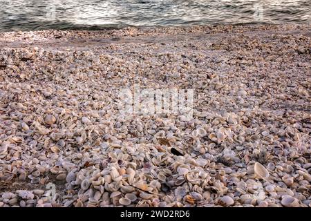 Plage pleine de coquillages différents sur une plage en Floride Banque D'Images