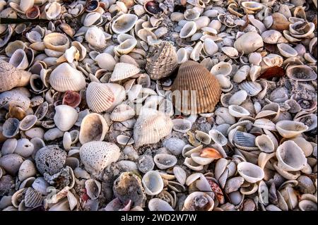 Photo plein cadre de différents types de coquillages sur une plage en Floride Banque D'Images