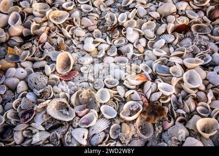 Photo plein cadre de différents types de coquillages sur une plage en Floride Banque D'Images