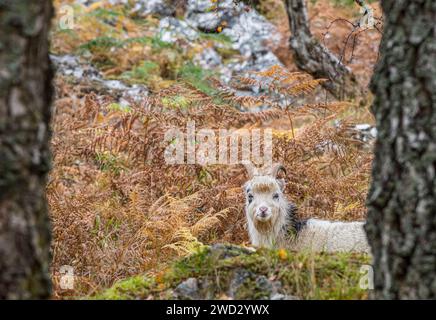 Chèvre sauvage dans les Highlands écossais broutant sur une pente rocheuse raide, parc national de Cairngorms, Écosse, octobre Banque D'Images