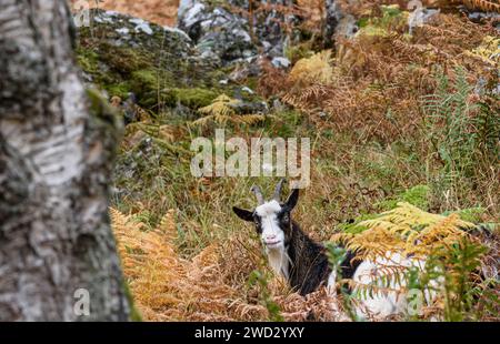 Chèvre sauvage dans les Highlands écossais broutant sur une pente rocheuse raide, parc national de Cairngorms, Écosse, octobre Banque D'Images