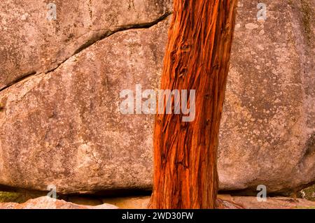 Tronc de cèdre par rocher sur Buena Vista Peak Trail, parc national de Kings Canyon, Californie Banque D'Images