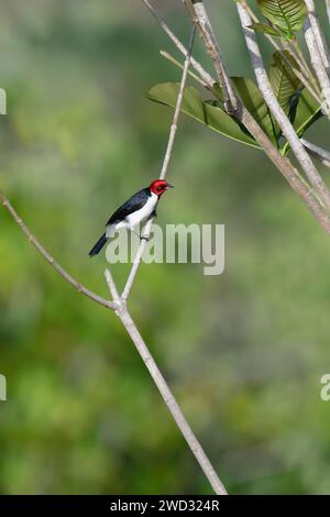 Cardinal à coiffe rouge, Paroaria gularis, bassin amazonien, Brésil Banque D'Images