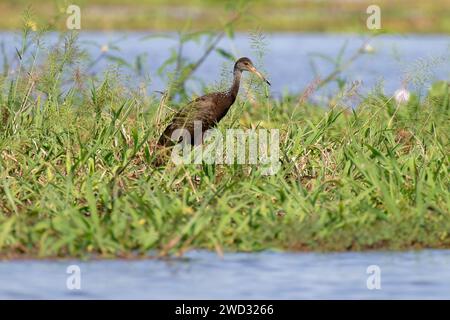 Limpkin, Aramus guarauna, marche sur herbe flottante, bassin amazonien, Brésil Banque D'Images