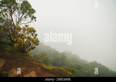 Kalalau Lookout est un point de vue populaire pour des panoramas pittoresques sur la vallée de Kalalau. Photo de haute qualité Banque D'Images