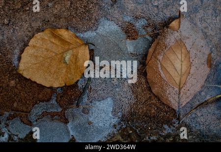 Photographie macro de nature morte avec deux feuilles brunes tombées sur le sol glacé et gelé de la forêt Banque D'Images