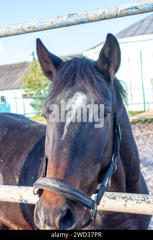 Beauté du cheval Banque D'Images