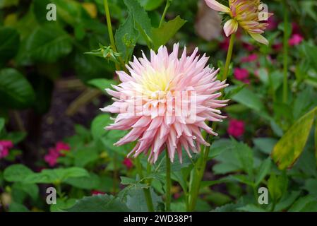 Single Pink semi Cactus Dahlia 'Grenidor Pastelle' Fleur cultivée dans les Borders à RHS Garden Harlow Carr, Harrogate, Yorkshire, Angleterre, Royaume-Uni Banque D'Images