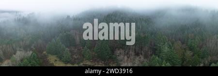 La brume dérive à travers une forêt du nord-ouest du Pacifique à l'ouest de Portland, Oregon. Cette région des États-Unis abrite de vastes forêts, montagnes et rivières. Banque D'Images