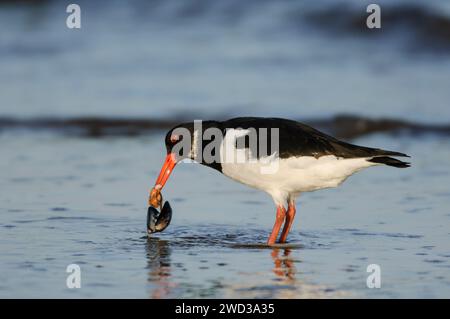 Huissier eurasien Haematopus ostralegus, se nourrissant de moules au bord de la mer, décembre. Banque D'Images