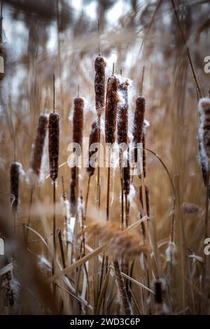 Typhaceae, plantes de la famille des cagoules en hiver dans le lac Balaton de Hongrie Banque D'Images