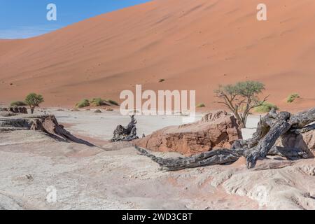 Bûches et rochers secs rongés à la poêle avec une grande dune en arrière-plan, filmés dans la lumière brillante de la fin du printemps dans le désert de Naukluft à Deadlvei, Namibie, Afrique Banque D'Images