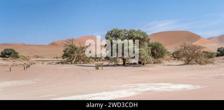 Paysage avec des arbres Acacia ereoloba et de grandes dunes à PAN, photographié dans la lumière brillante de la fin du printemps dans le désert de Naukluft à Sossuslvei, Namibie, Afrique Banque D'Images