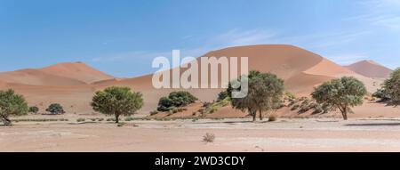 Arbres acacia ereoloba au pan avec des pentes de dunes en arrière-plan, photographiés dans la lumière brillante de la fin du printemps dans le désert de Naukluft à Sossuslvei, Namibie, Afrique Banque D'Images