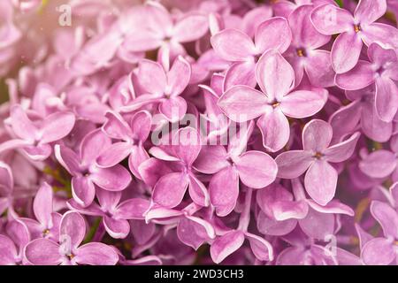 Fonds de fleurs lilas. Macro image de fleurs violettes lilas de printemps dans les rayons du soleil, fond floral doux abstrait. Belle bannière Mock up. Banque D'Images